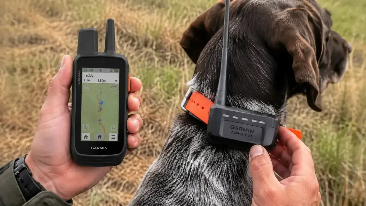 Garmin Alpha T 20 GPS collar attached to a large hunting dog in the field, handler holding handheld unit