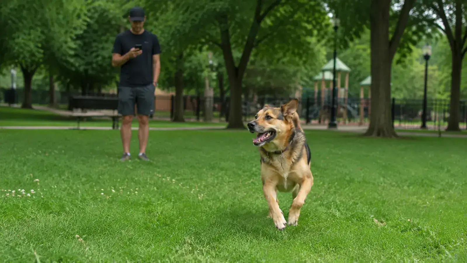Dog running off-leash in a park while owner checks GPS location on phone in real time