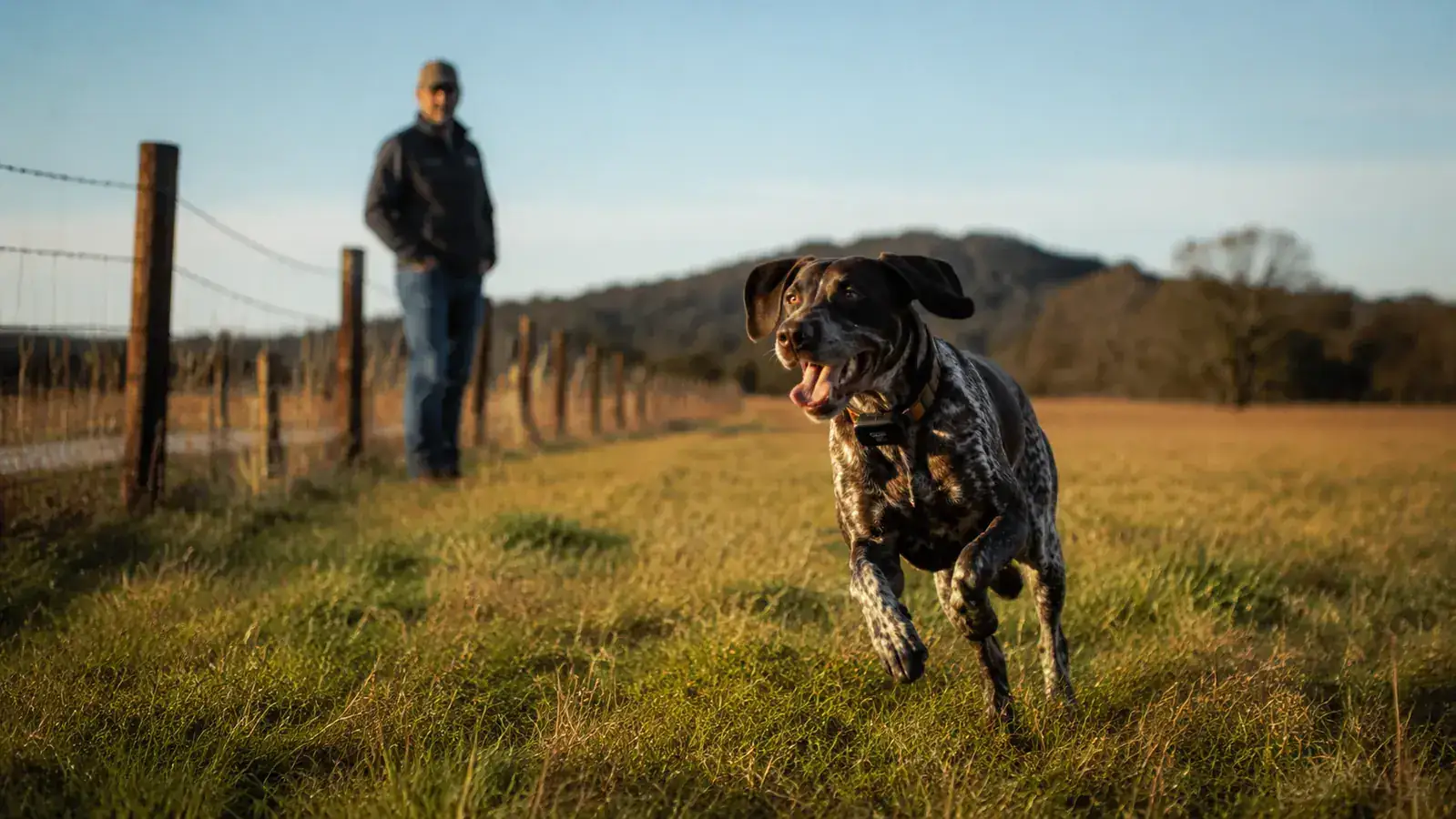 Active dog running through an open field wearing a GPS collar, owner watching from a distance