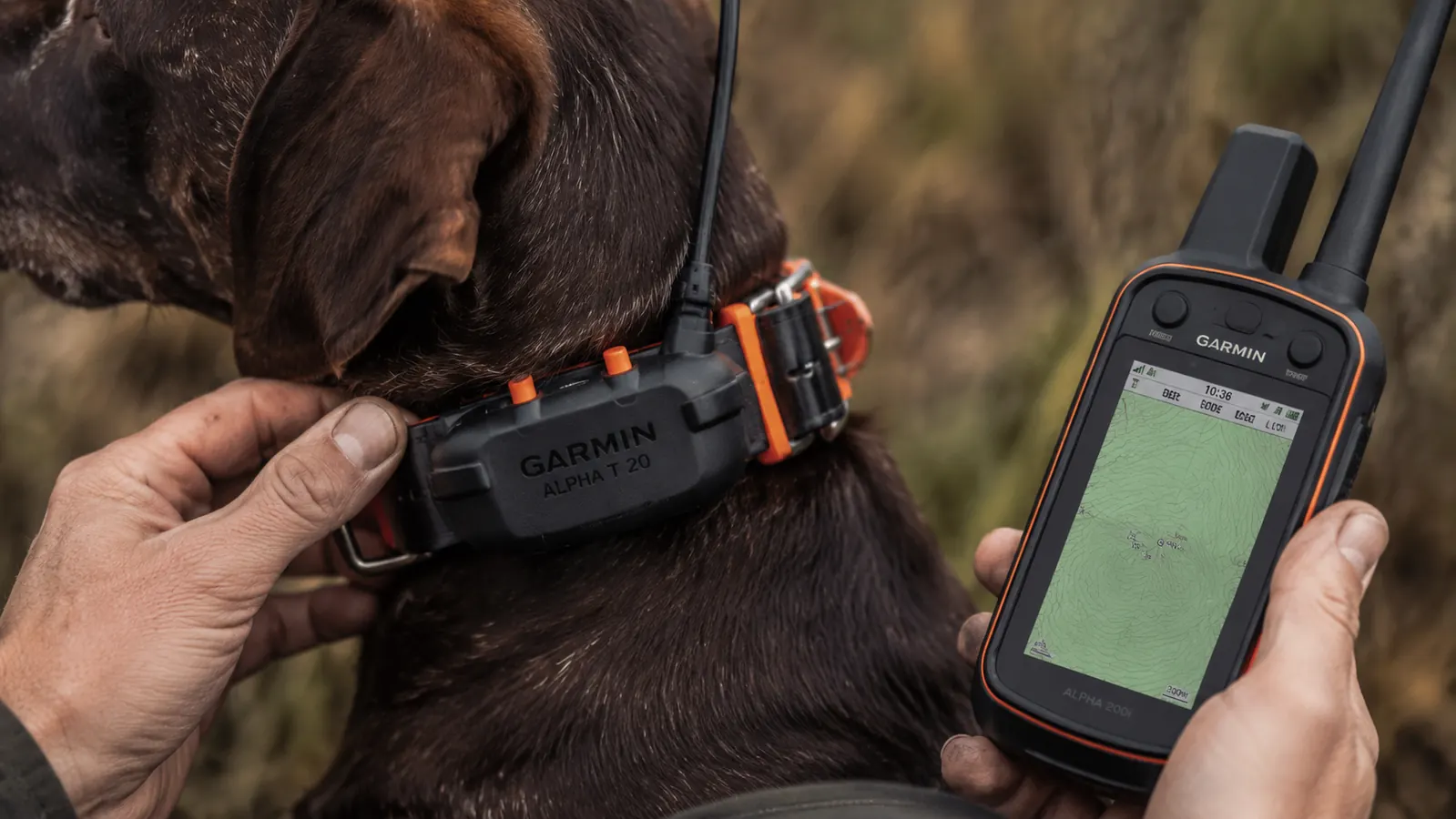 Garmin Alpha T 20 GPS collar on a dog's neck with the orange contact points visible, handler's hand adjusting the fit