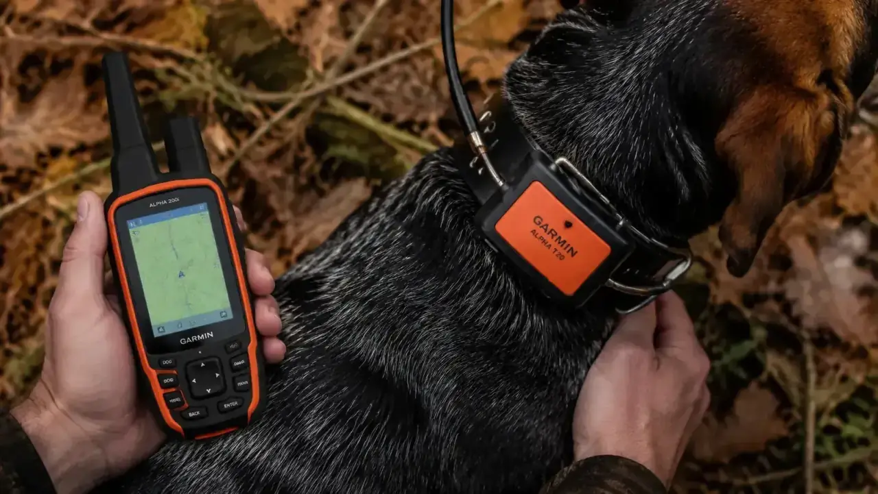 Garmin Alpha T 20 GPS collar worn on a hunting dog, shown from above with the tracking unit visible