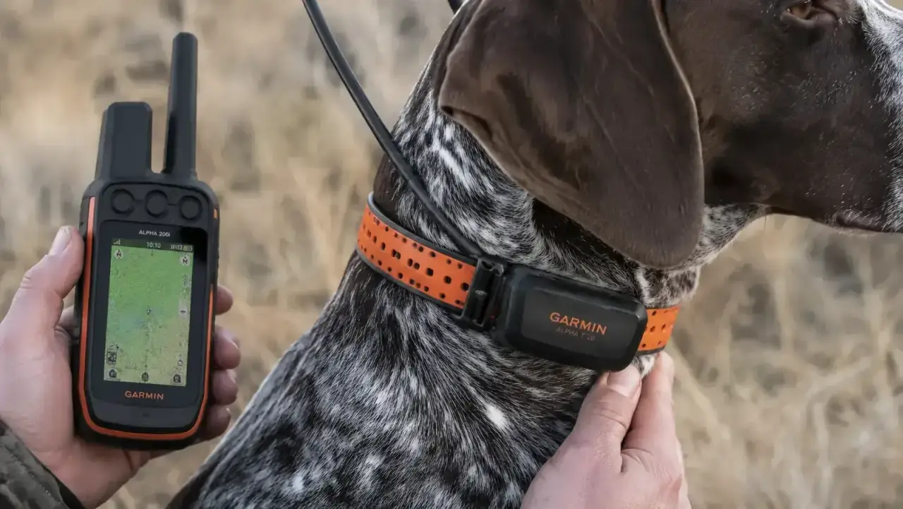 Close-up of a Garmin Alpha T 20 collar buckled onto a dog neck in the field