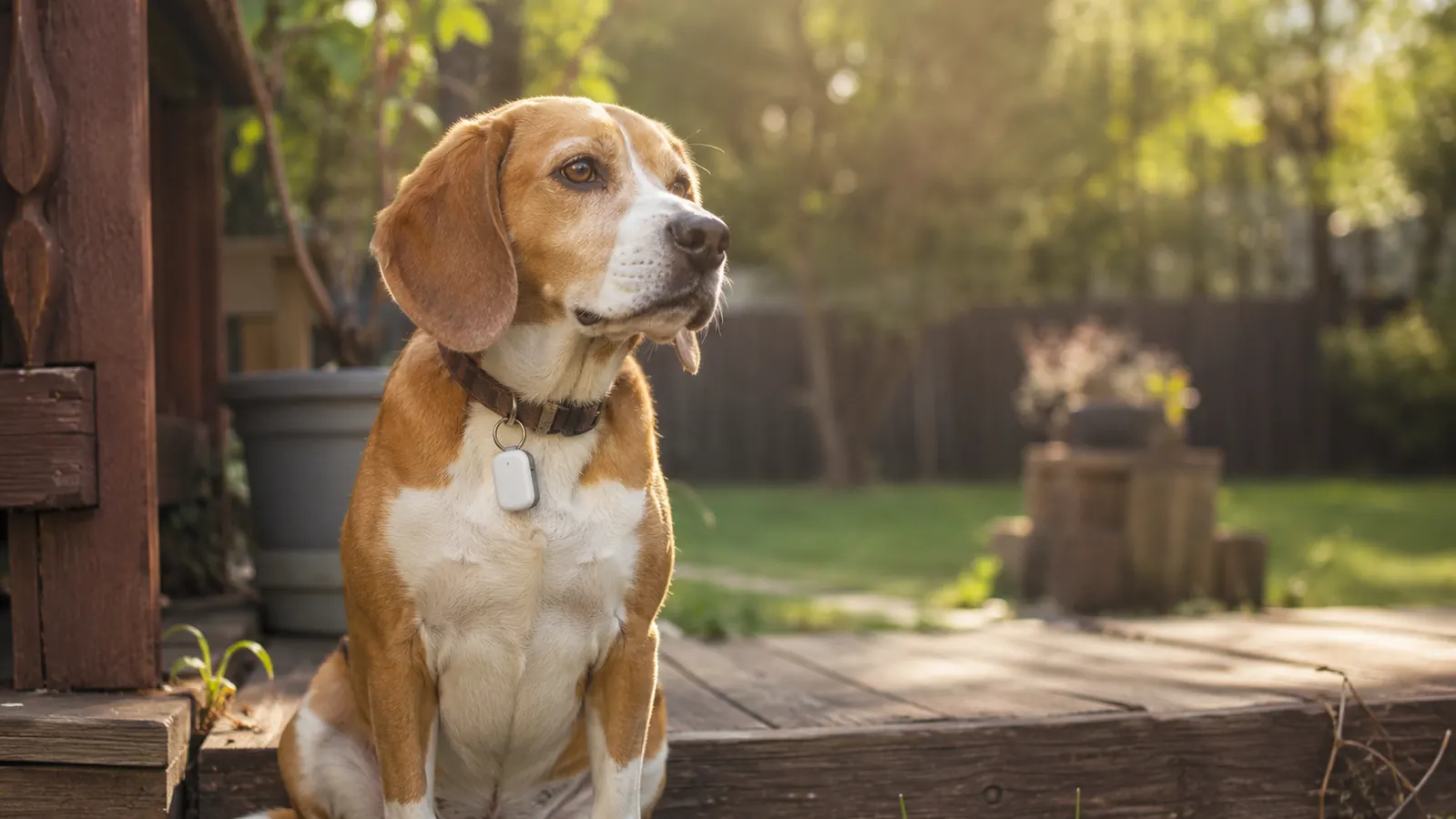 Tractive GPS Dog Tracker Review: Six Months of Live Tracking on a Beagle Mix